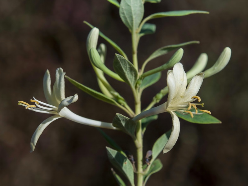 Lonicera biflora.08