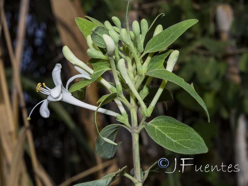 Lonicera biflora.13