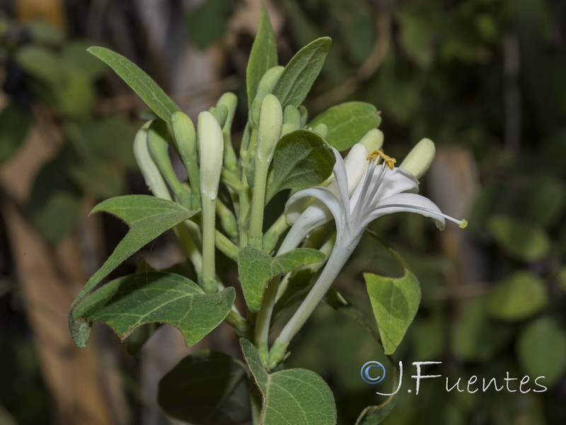 Lonicera biflora.14