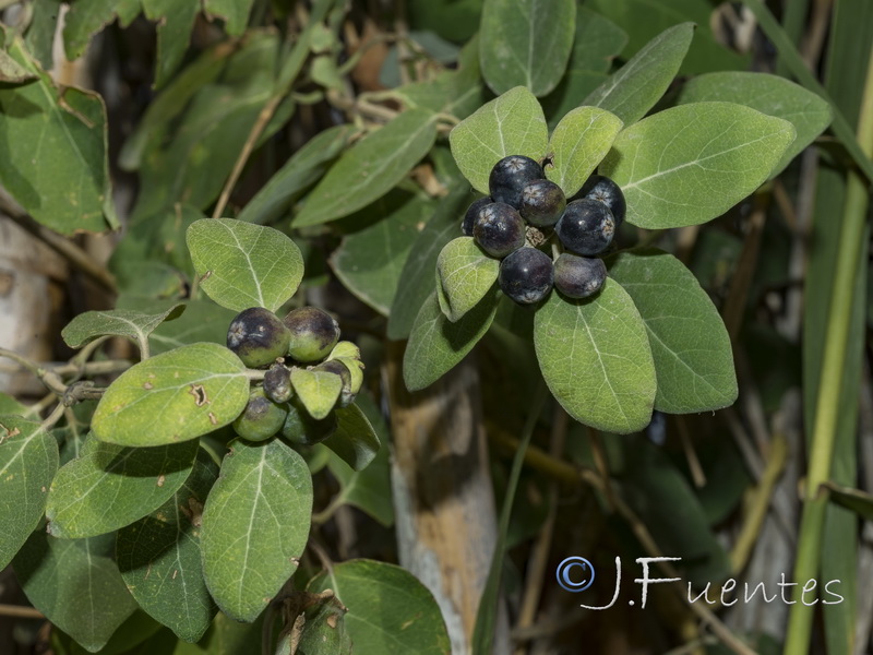 Lonicera biflora.15