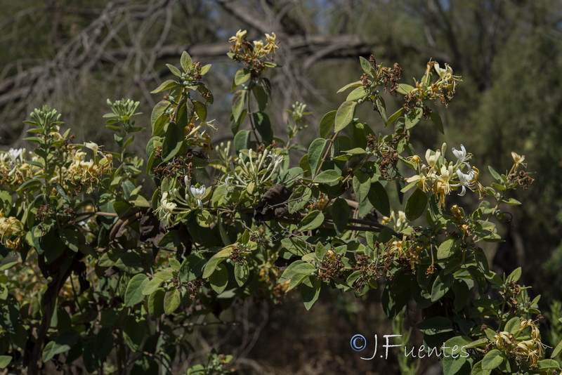 Lonicera biflora.18