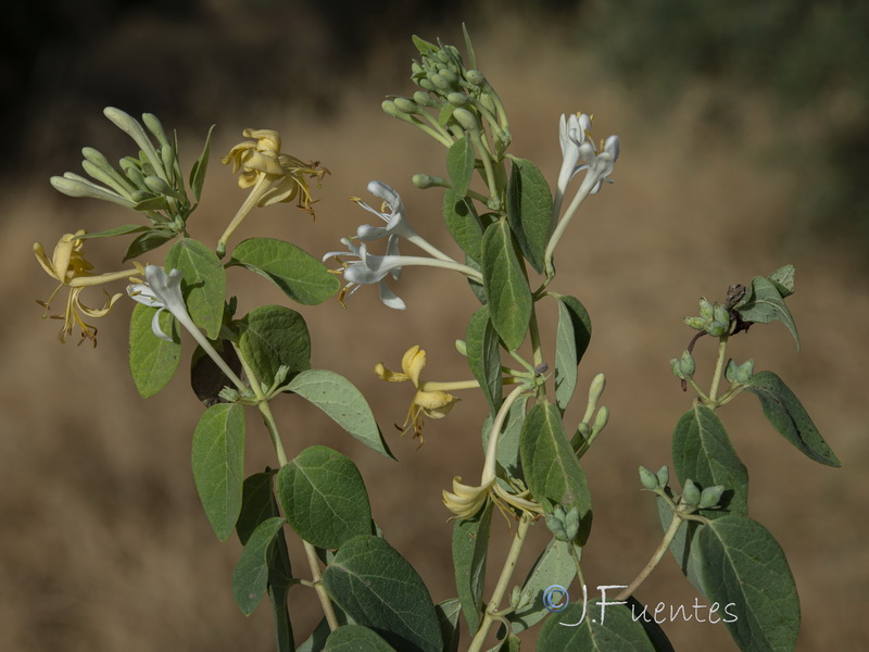 Lonicera biflora.20