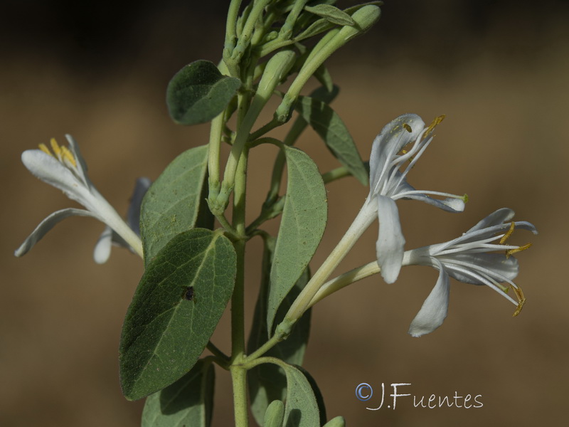 Lonicera biflora.11