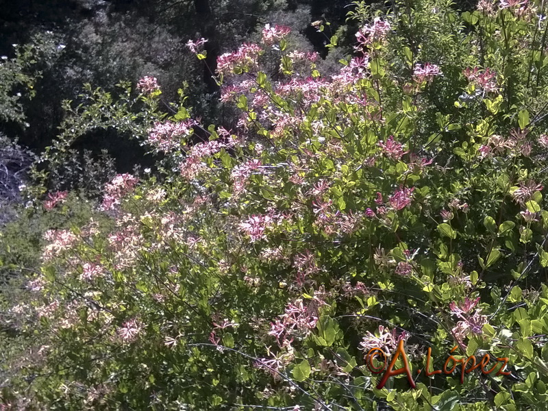 Lonicera etrusca.03