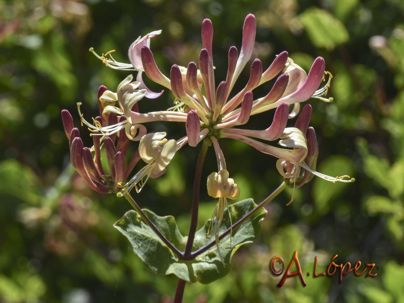 Lonicera etrusca.09