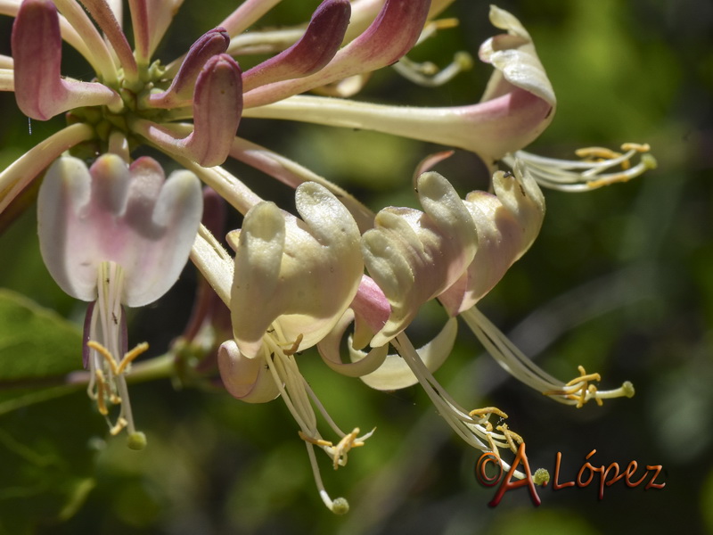 Lonicera etrusca.11