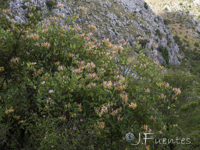 Lonicera etrusca.01