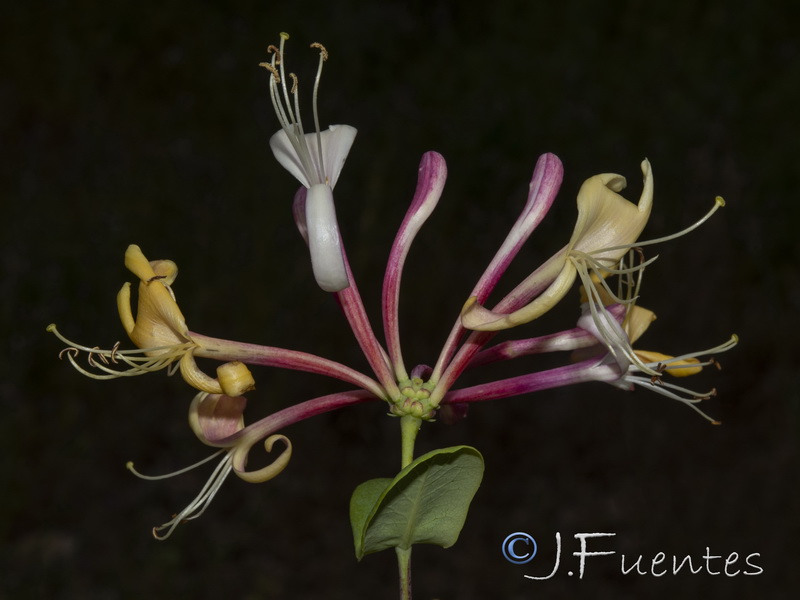 Lonicera etrusca.14