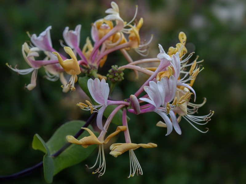 Lonicera etrusca.09