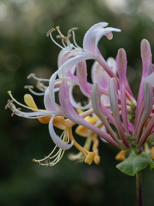 Lonicera etrusca.11