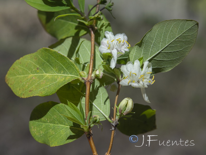 Lonicera fragrantissima.01