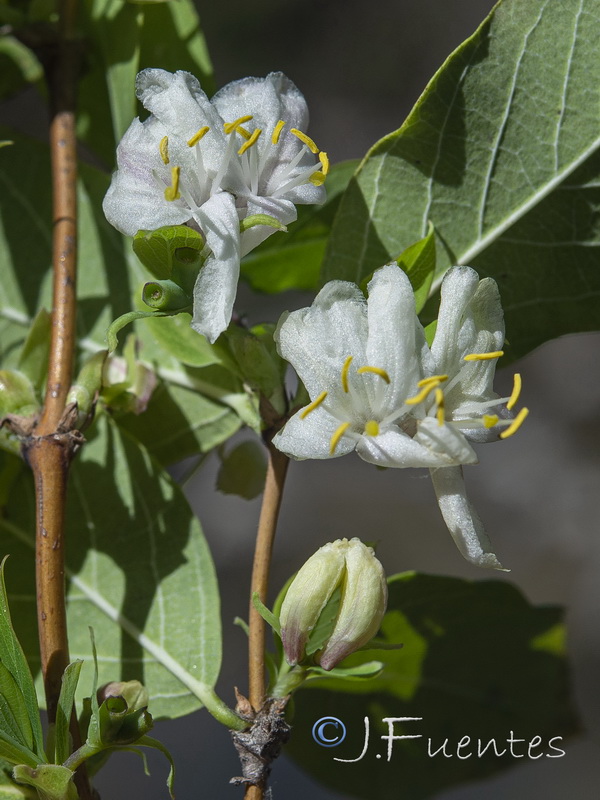 Lonicera fragrantissima.03