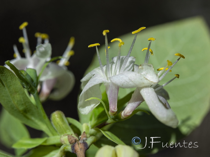Lonicera fragrantissima.04