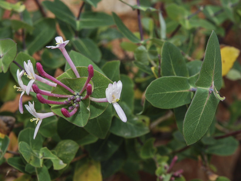 Lonicera implexa.03