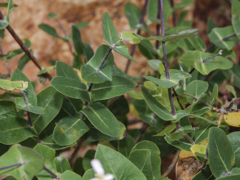 Lonicera implexa.05