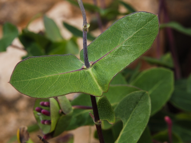 Lonicera implexa.08