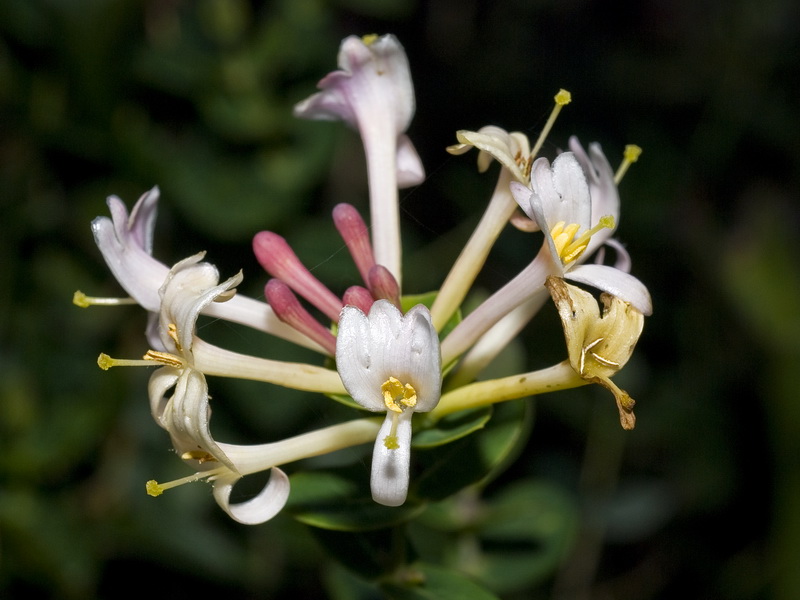 Lonicera implexa.13