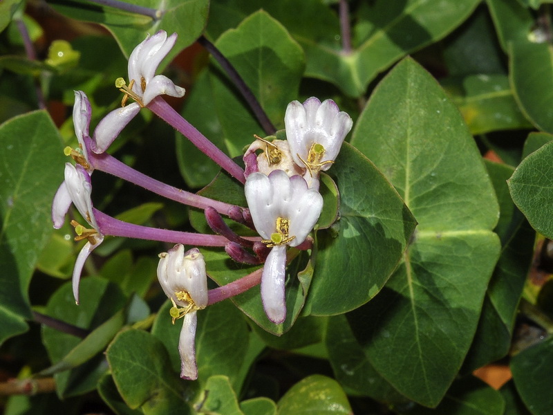 Lonicera implexa.15