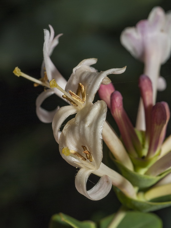 Lonicera implexa.21