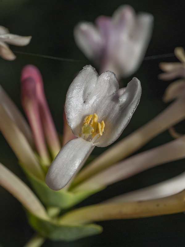 Lonicera implexa.22