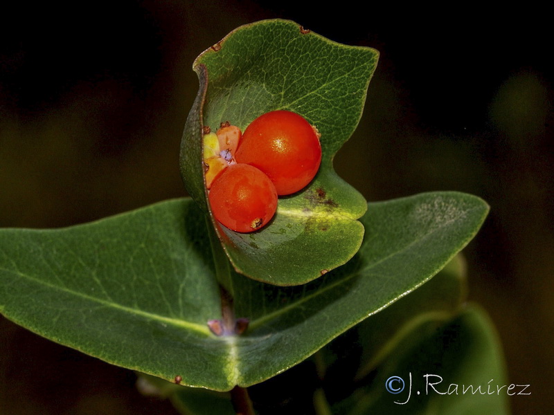 Lonicera implexa.23