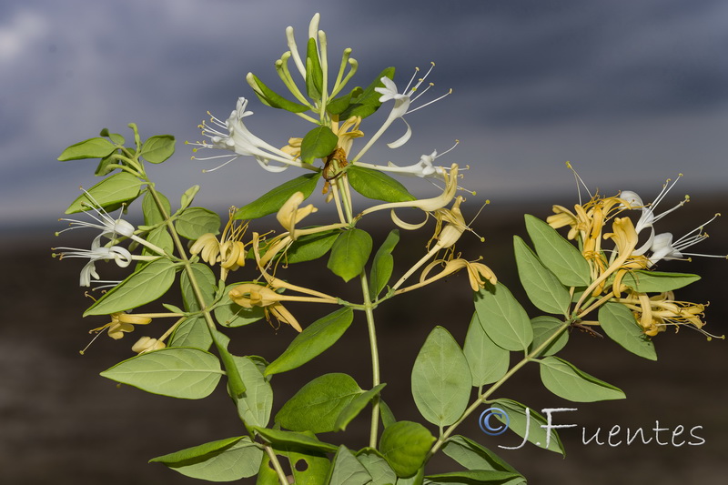 Lonicera japonica.01