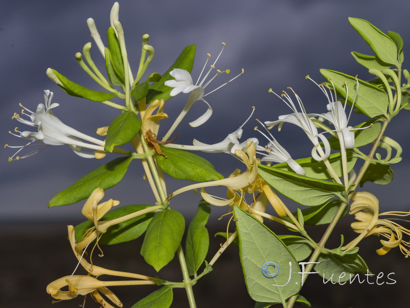 Lonicera japonica.02