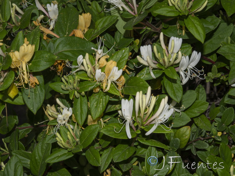 Lonicera japonica.05