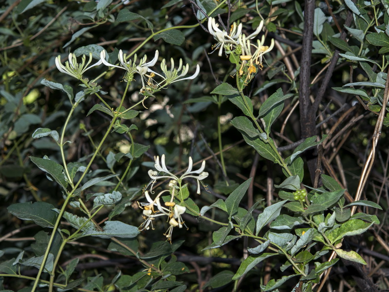 Lonicera periclymenum hispanica.02