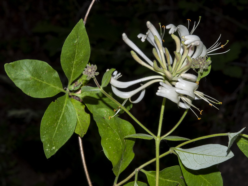 Lonicera periclymenum hispanica.06