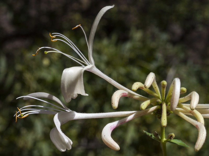 Lonicera periclymenum hispanica.10