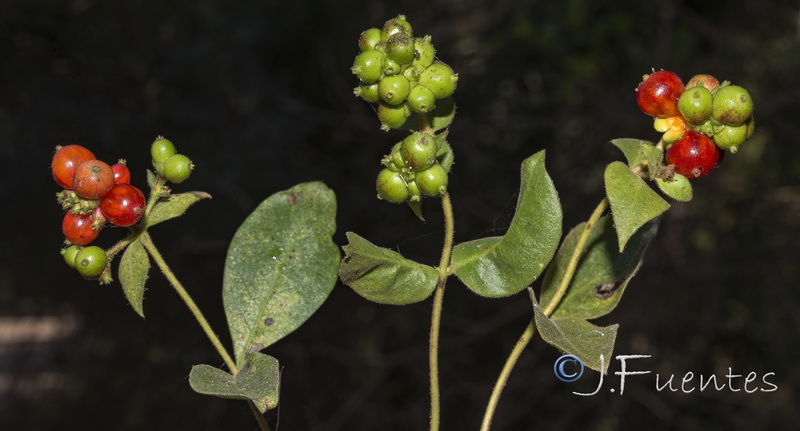 Lonicera periclymenum hispanica.16