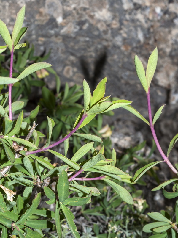 Lonicera pyrenaica.04