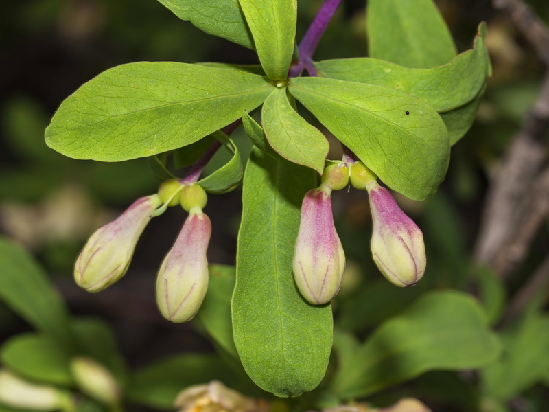 Lonicera pyrenaica.05