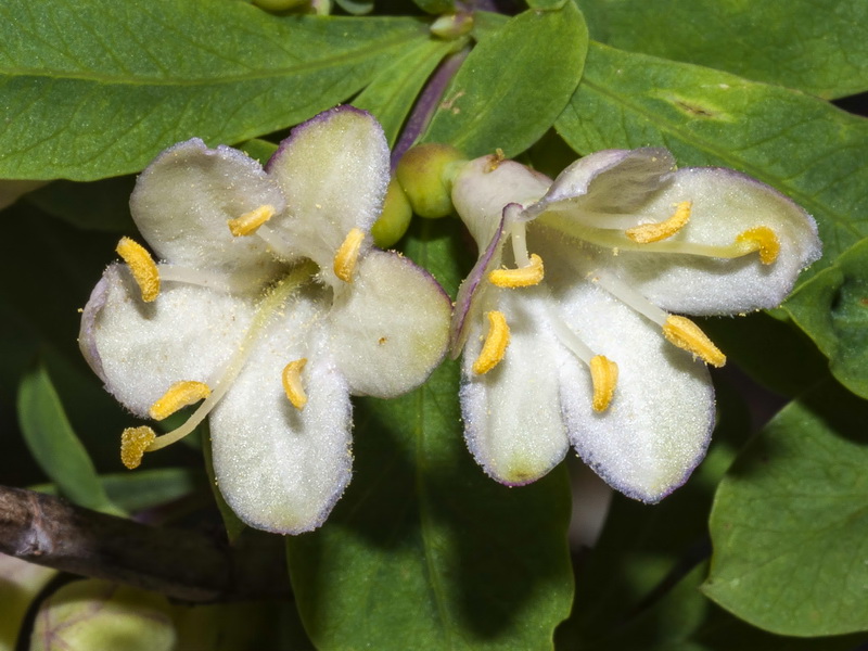 Lonicera pyrenaica.06