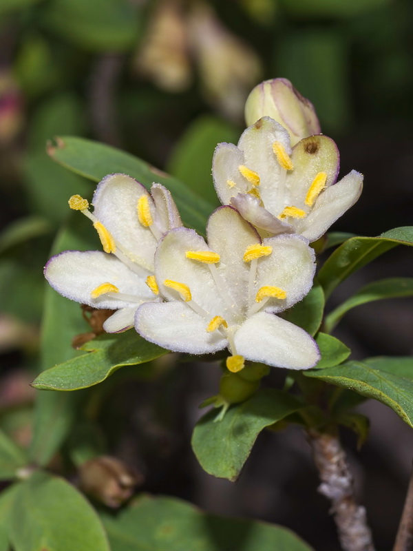 Lonicera pyrenaica.08