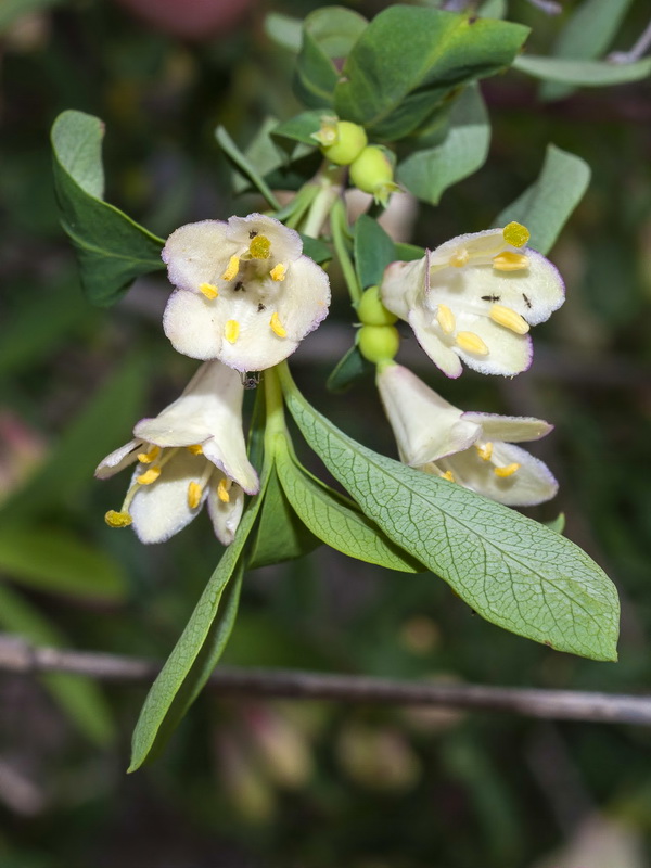 Lonicera pyrenaica.10