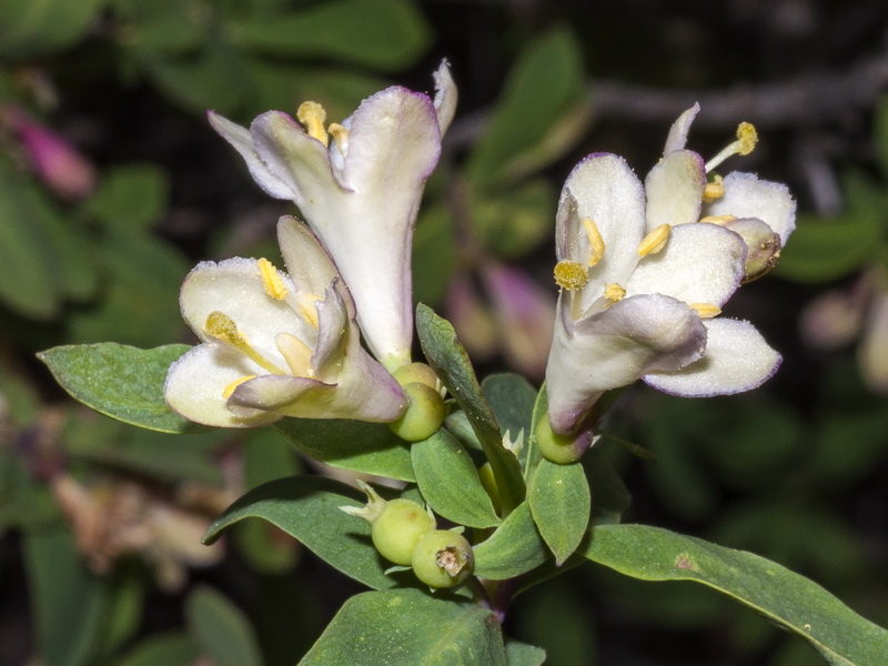 Lonicera pyrenaica.15