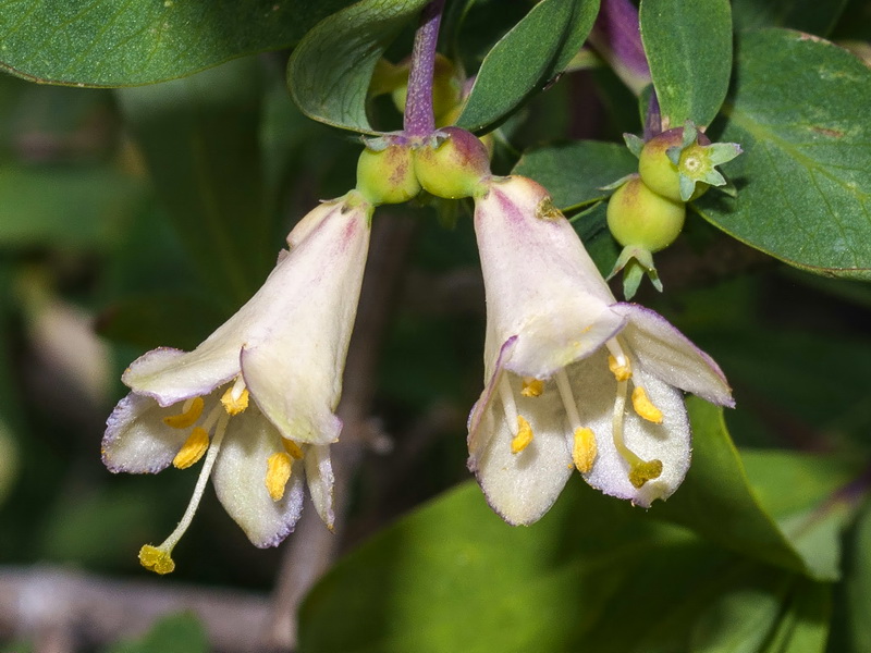 Lonicera pyrenaica.16