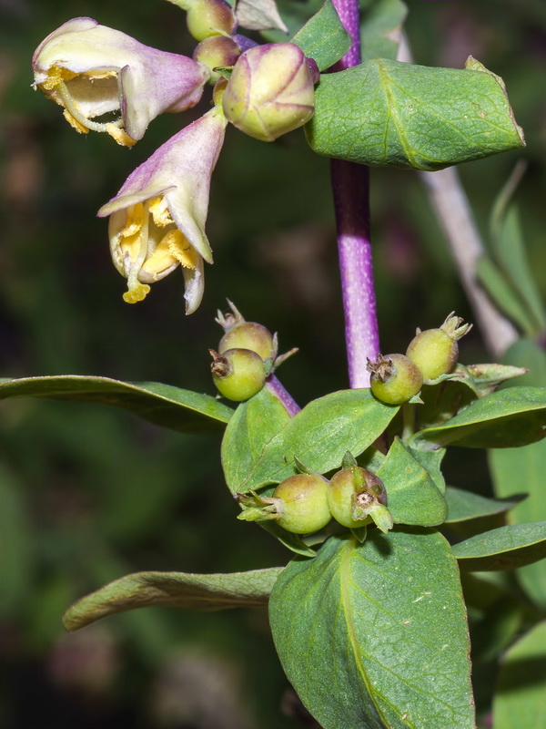 Lonicera pyrenaica.18