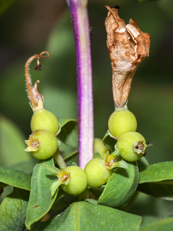 Lonicera pyrenaica.19