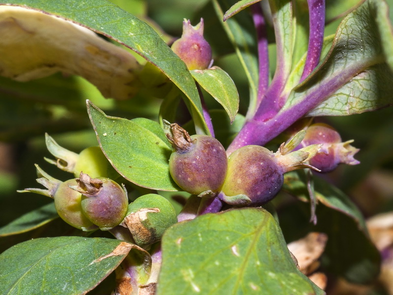 Lonicera pyrenaica.20