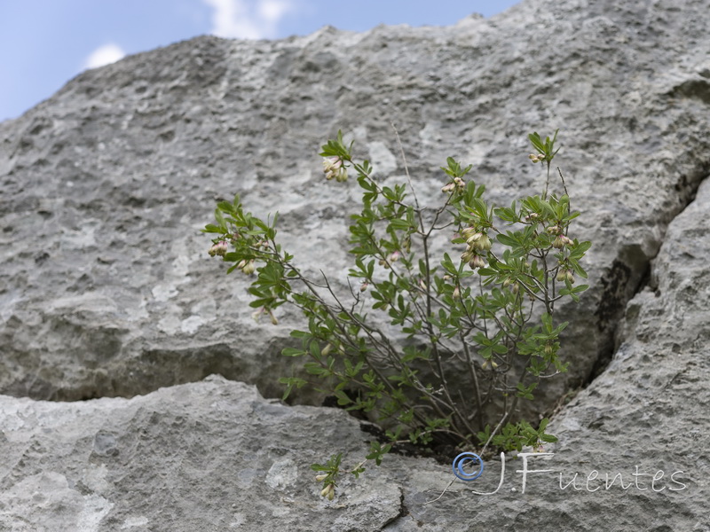 Lonicera pyrenaica.22