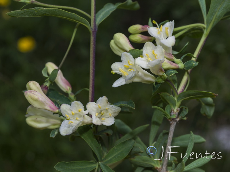 Lonicera pyrenaica.24