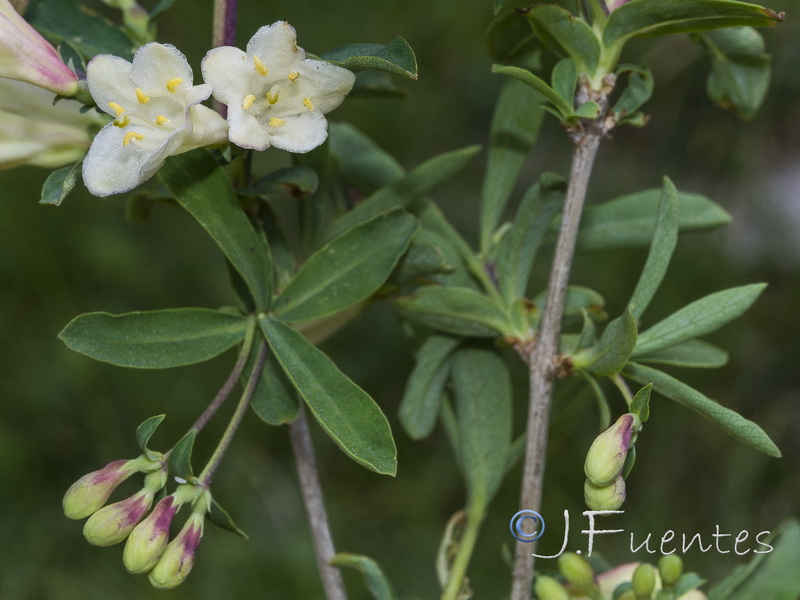 Lonicera pyrenaica.25