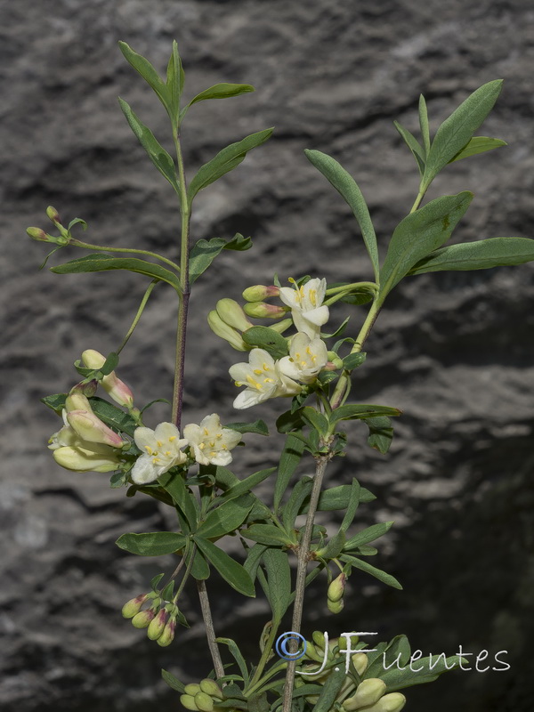 Lonicera pyrenaica.26