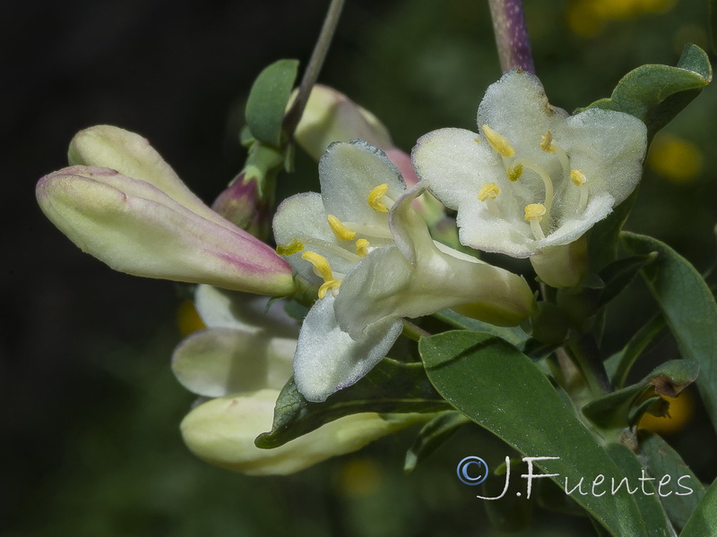 Lonicera pyrenaica.27