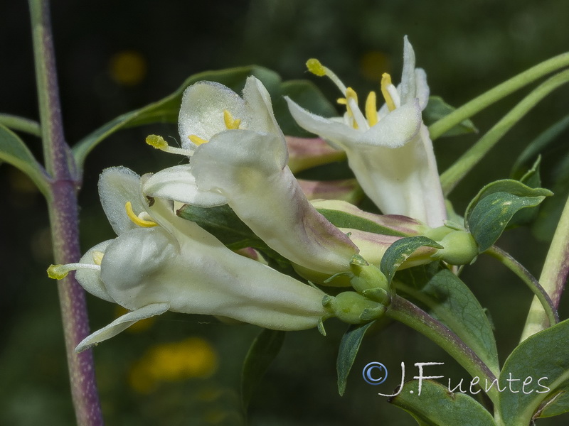 Lonicera pyrenaica.28