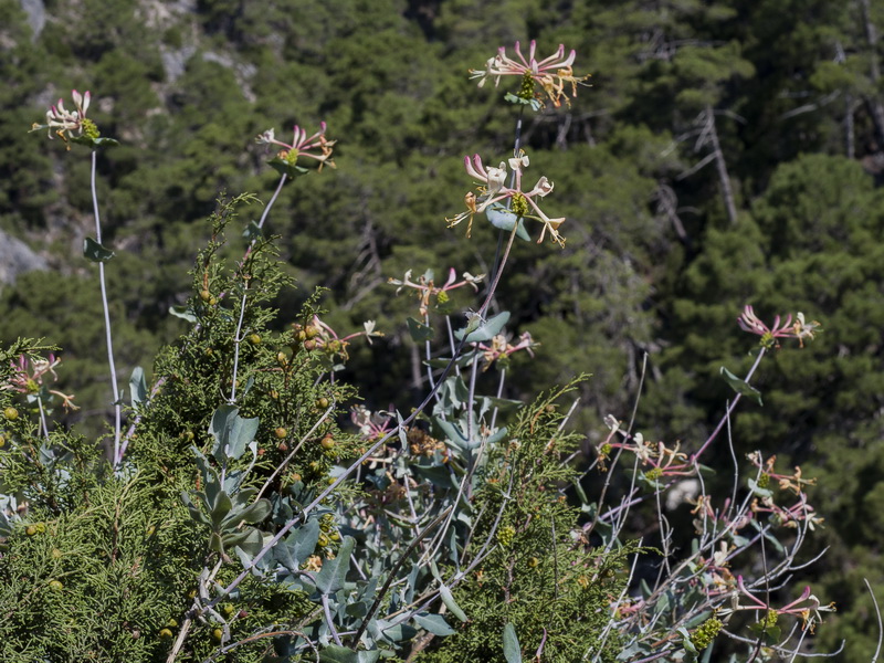 Lonicera splendens.01