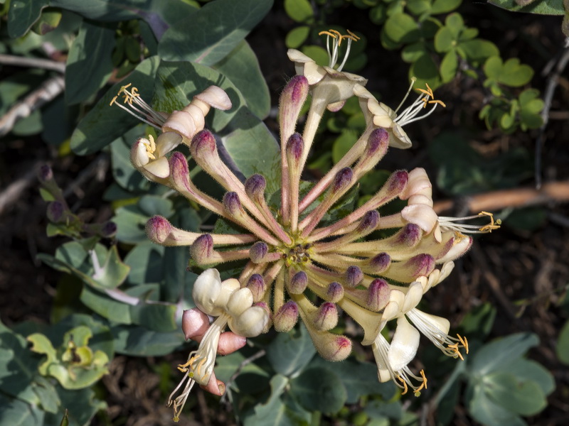 Lonicera splendens.06